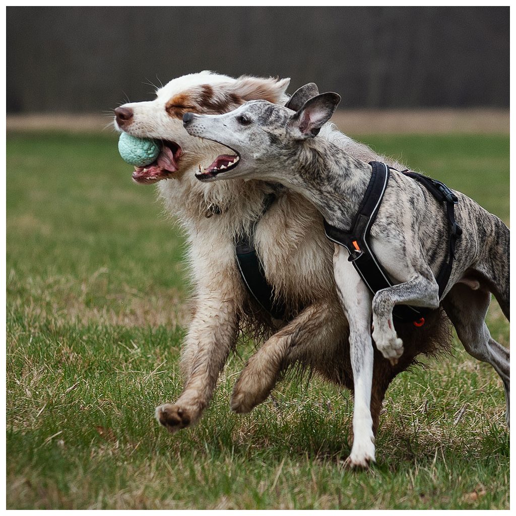 EXPLORER DOG Airball Türkiz 8 cm