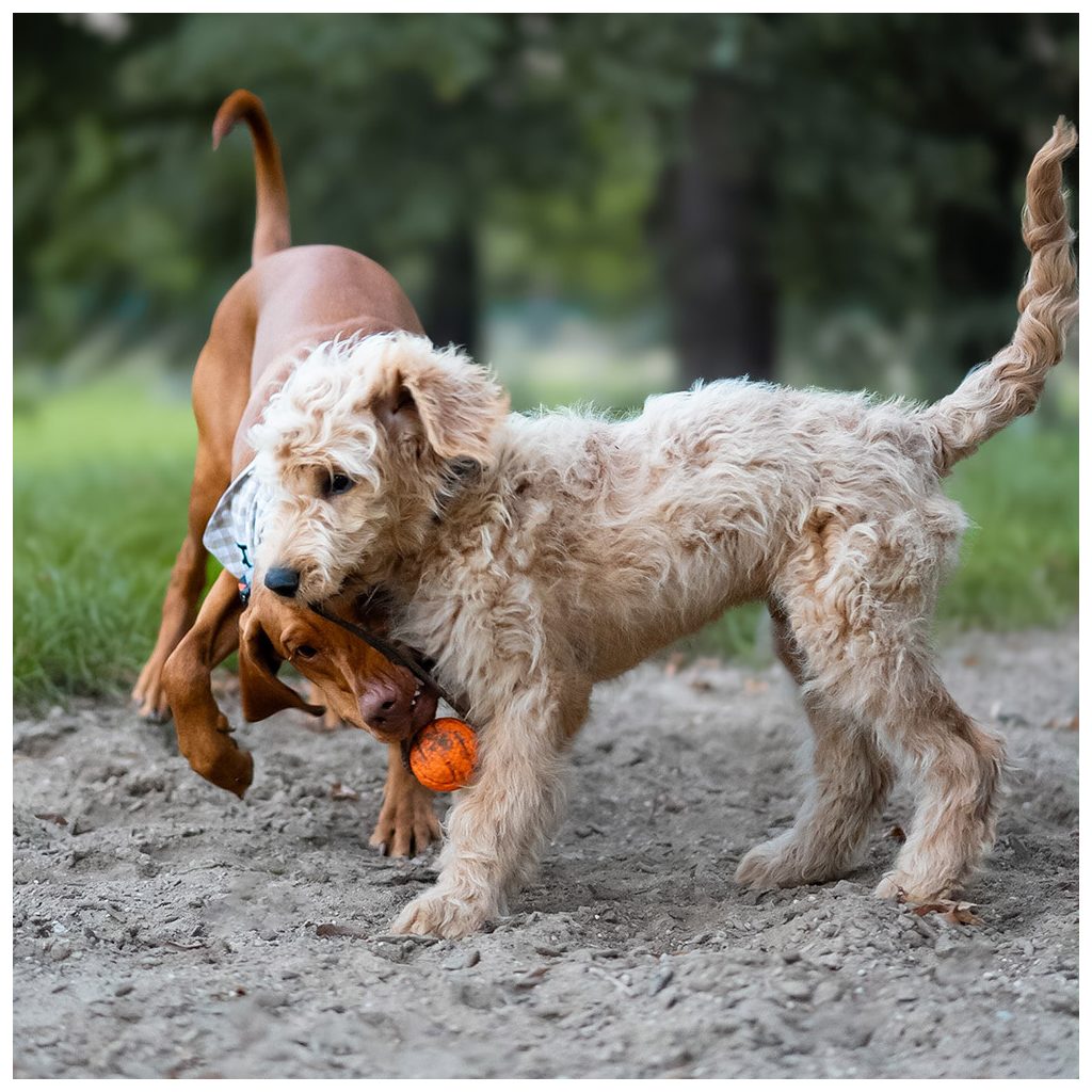 EXPLORER DOG AirBall kötélen Narancssárga 6,5 cm