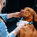 EXPLORER DOG 100% BIO lebomló nedves törlőkendő 40 db