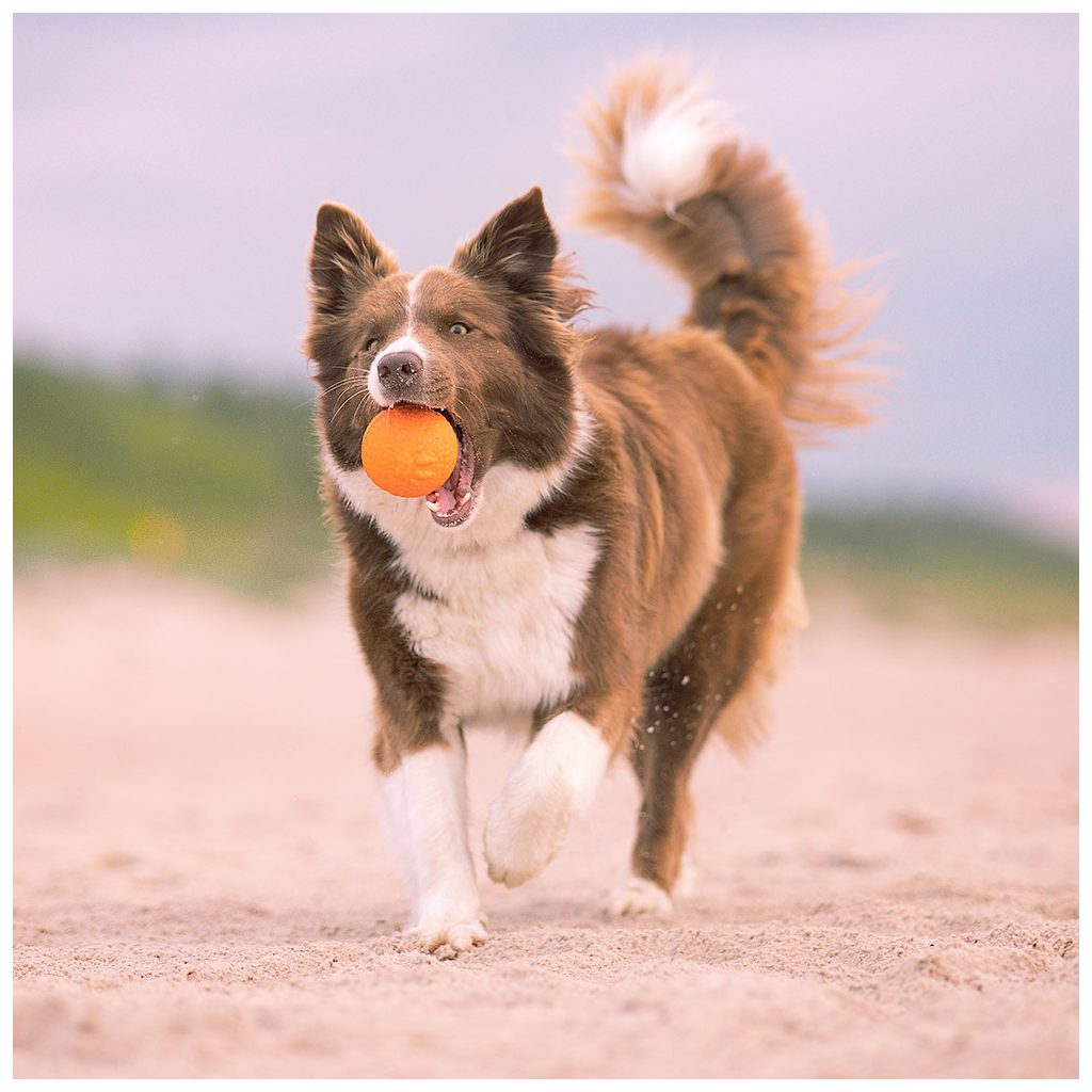 EXPLORER DOG AirBall Tips 8 cm