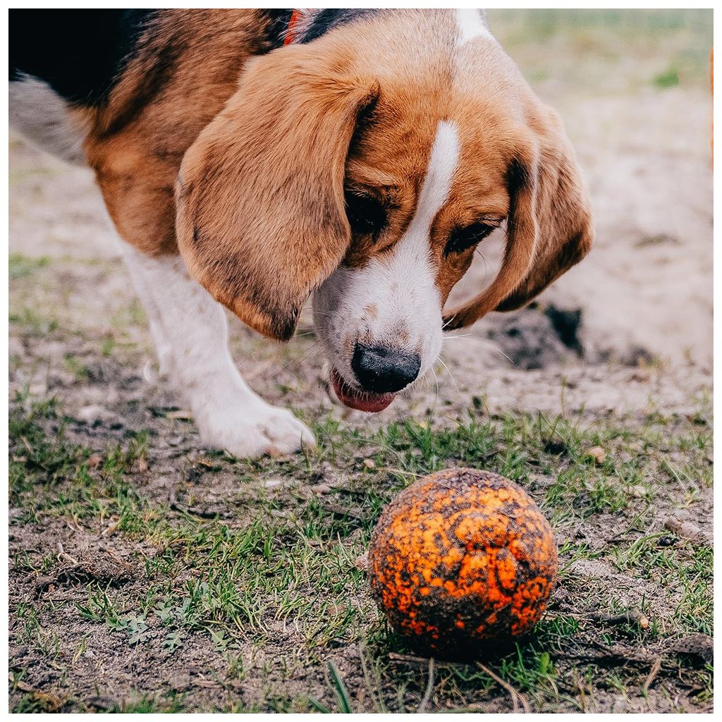 EXPLORER DOG AirBall Tips 8 cm