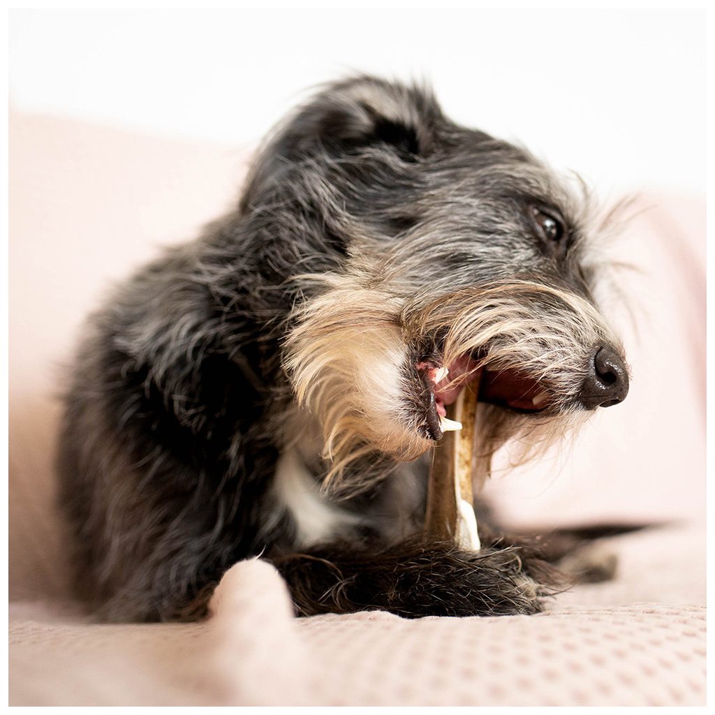 EXPLORER DOG Rágható szarvasagancs XXL  puha