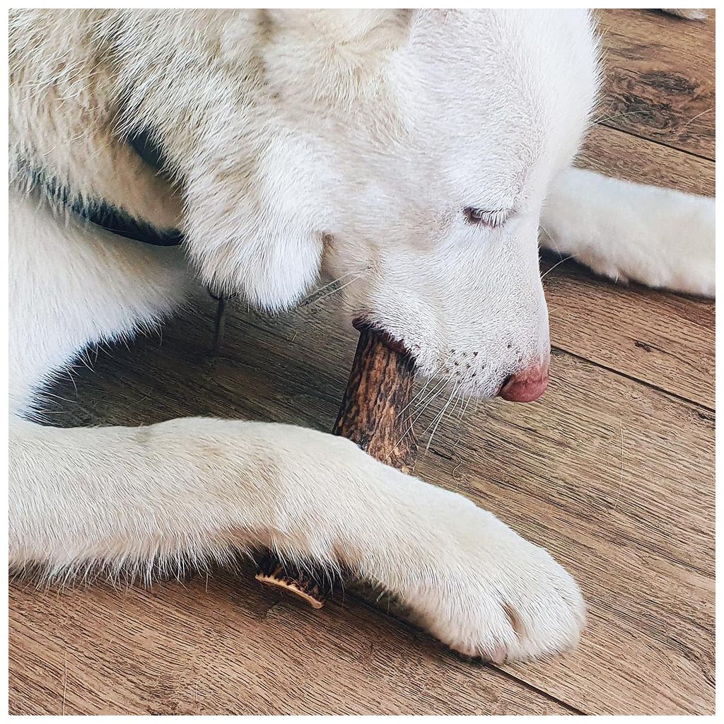 EXPLORER DOG Rágható szarvasagancs XXL  puha