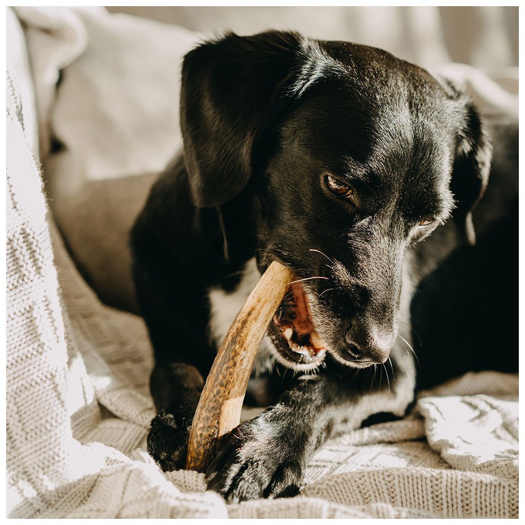 EXPLORER DOG Rágható szarvasagancs XXL  puha