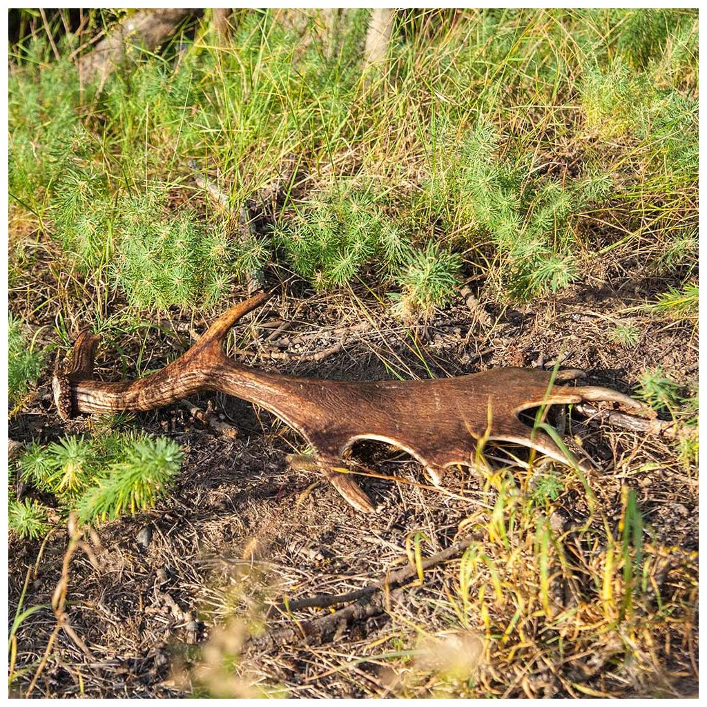 EXPLORER DOG Dámszarvas agancs rágóka M - kemény