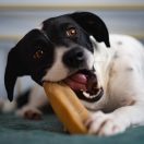 EXPLORER DOG himalájai sajt rágóka S