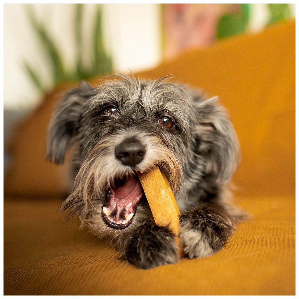 EXPLORER DOG himalájai sajt rágóka S