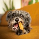 EXPLORER DOG himalájai sajtrágóka L