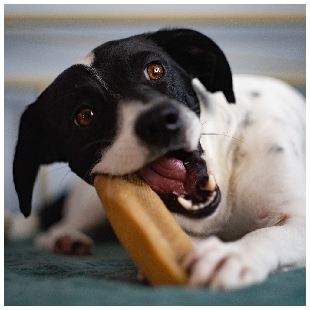 EXPLORER DOG himalájai sajt rágóka XL