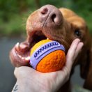 EXPLORER DOG Airball Dent 6 cm